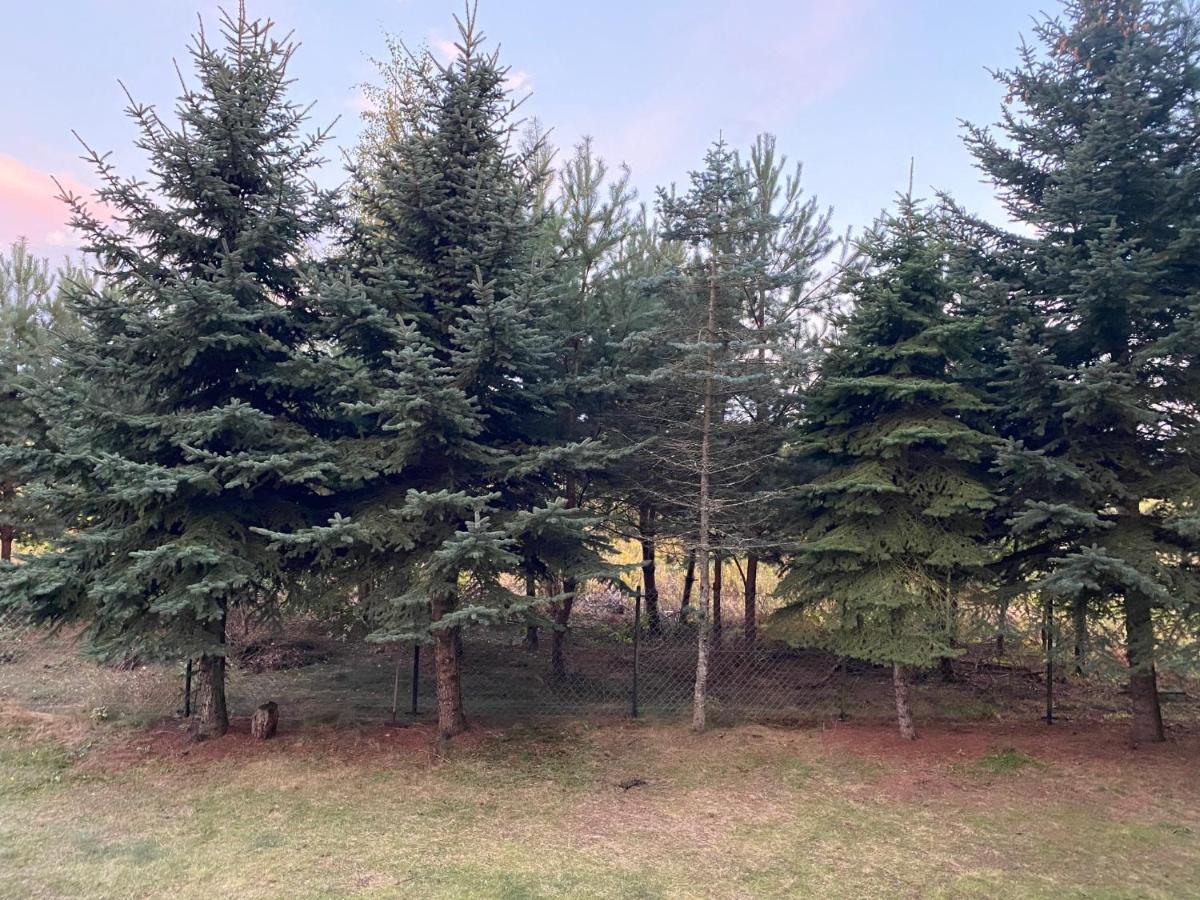 Dom Pod Sosnami Villa Rzewnie Bagian luar foto